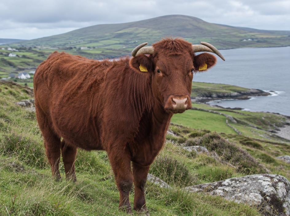 Salers Heifer