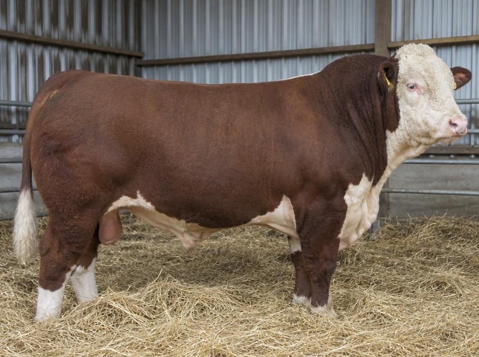 Hereford Stock bull