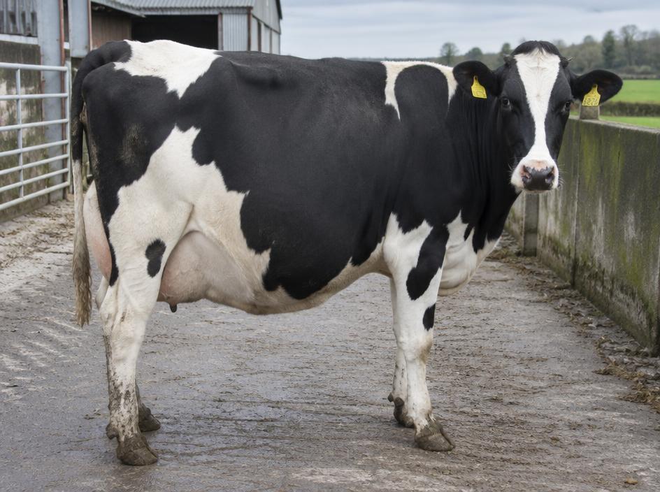 Holstein Friesian In-calf cow