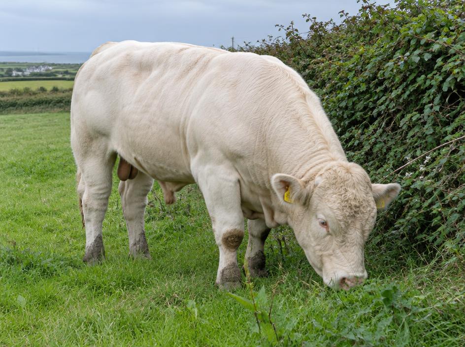 Charolais Bullock