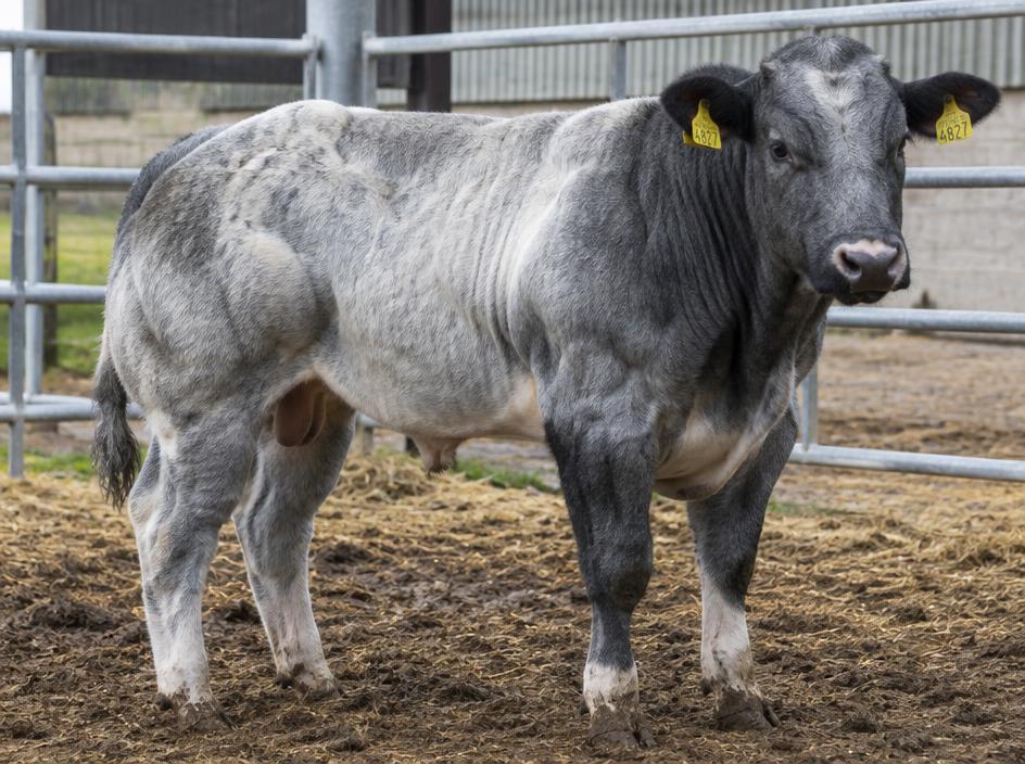 Belgian Blue Weanling bull