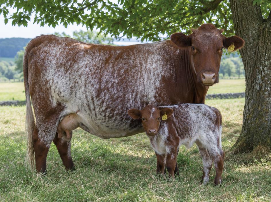 Shorthorn Cow with calf at foot