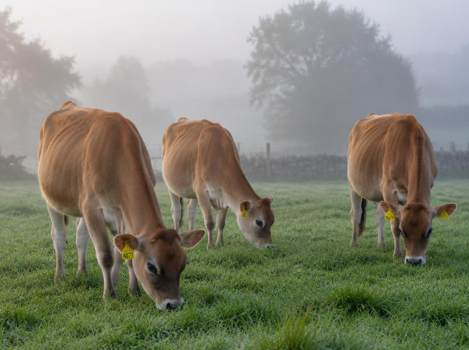 Jersey Heifers (3)