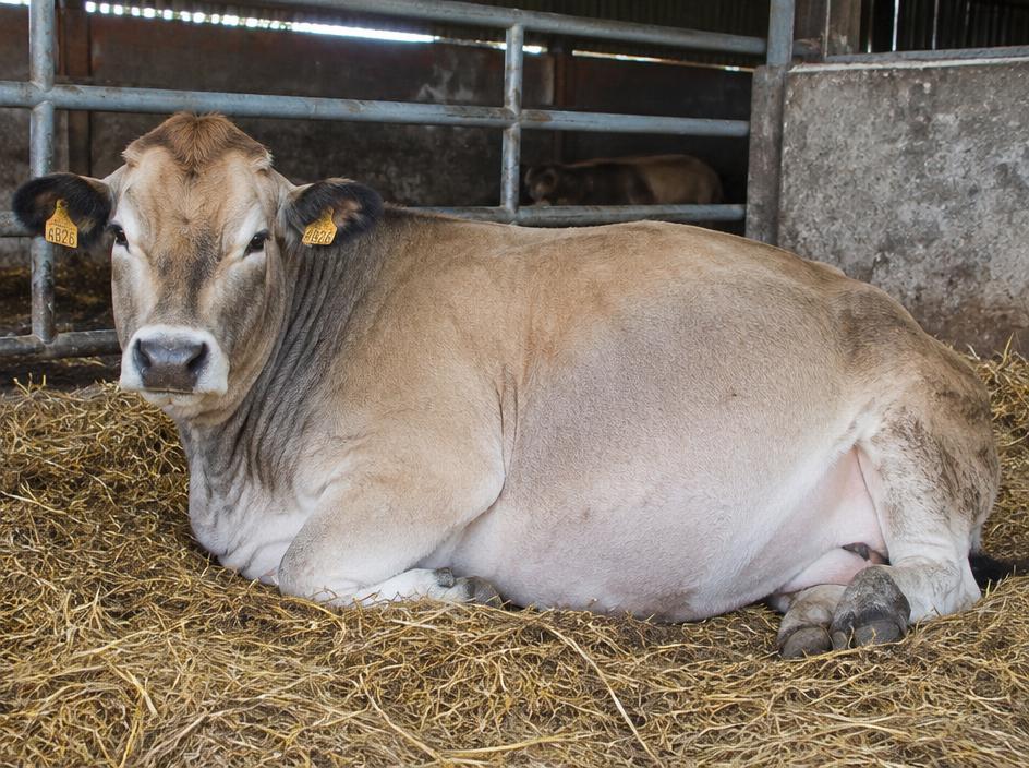 Parthenaise In-calf cow
