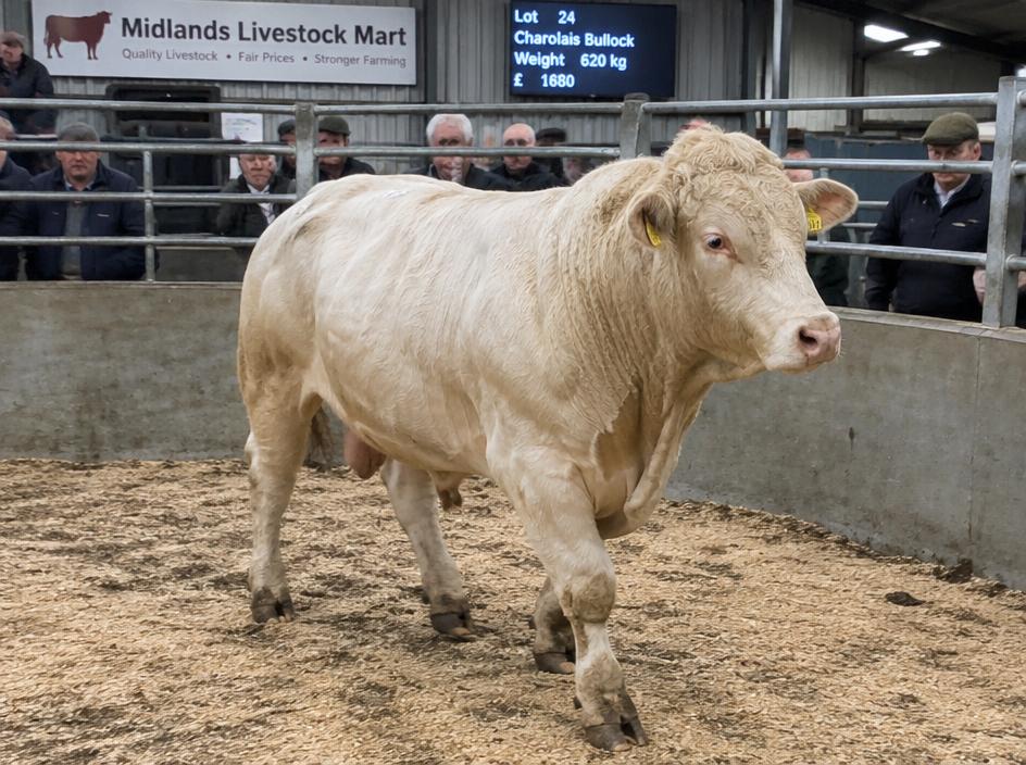 Charolais Bullock