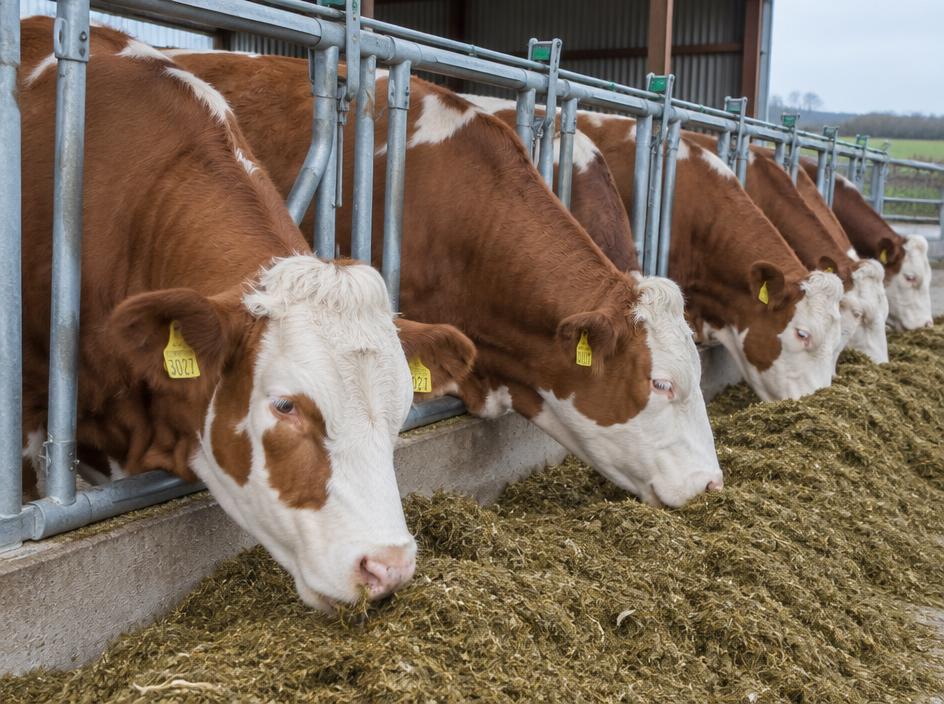 Simmental In-calf cows (5)