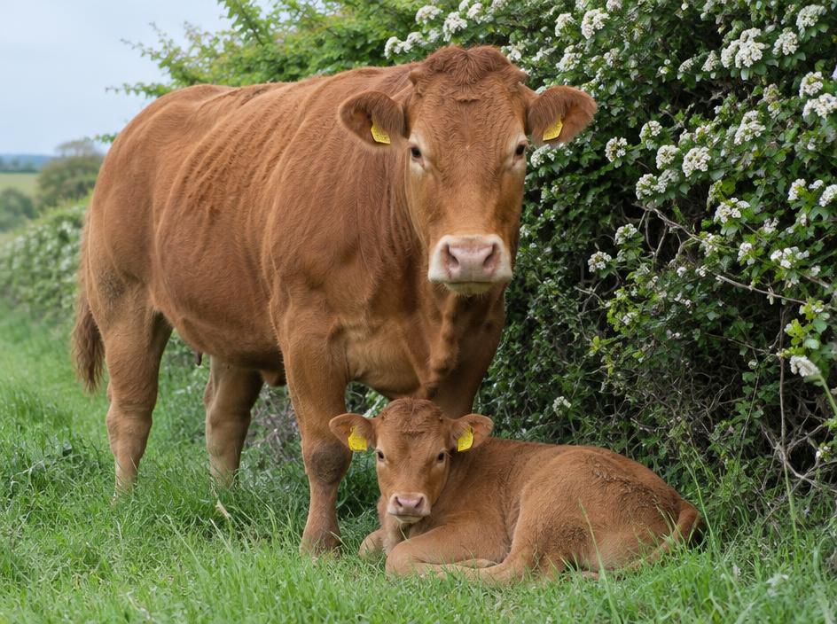 Limousin Cow with calf at foot