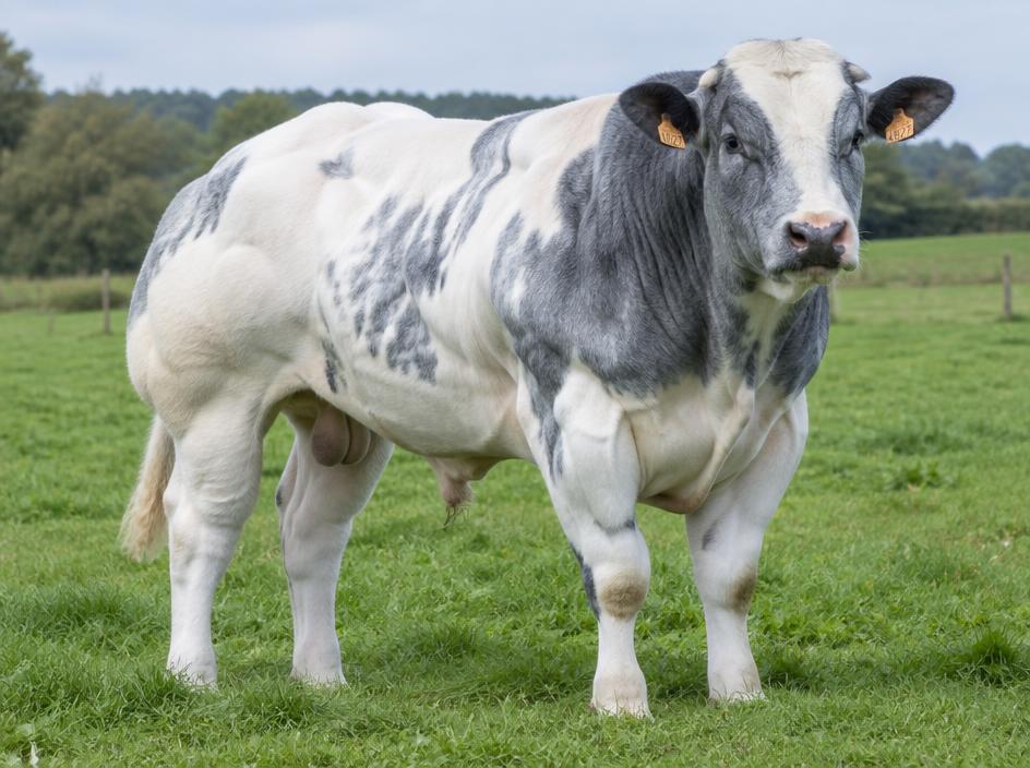 Belgian Blue Weanling bull