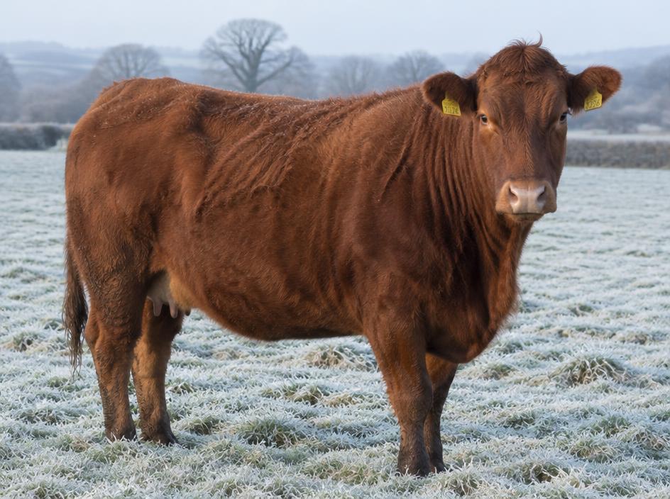 Shorthorn Suckler cow