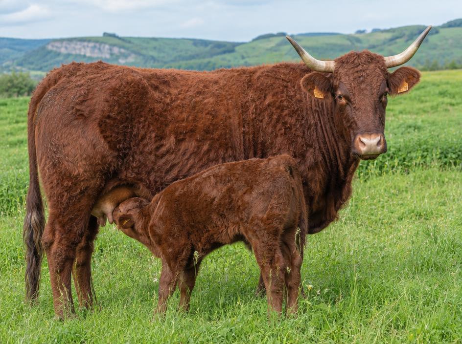 Salers Cow with calf at foot