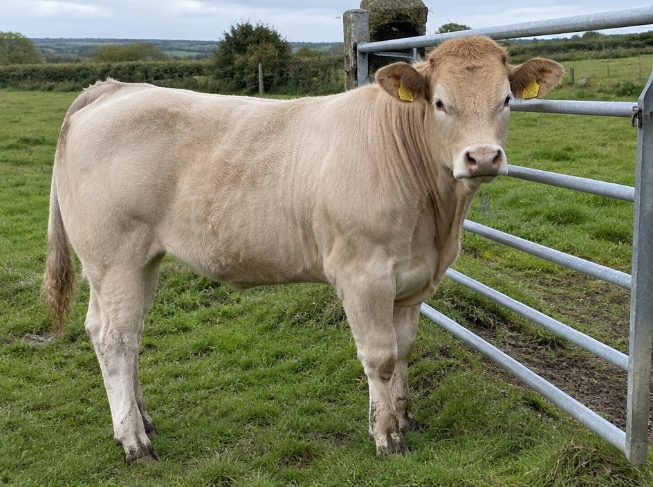 Parthenaise Heifer