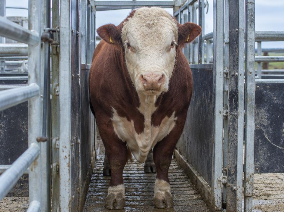 Hereford Stock bull