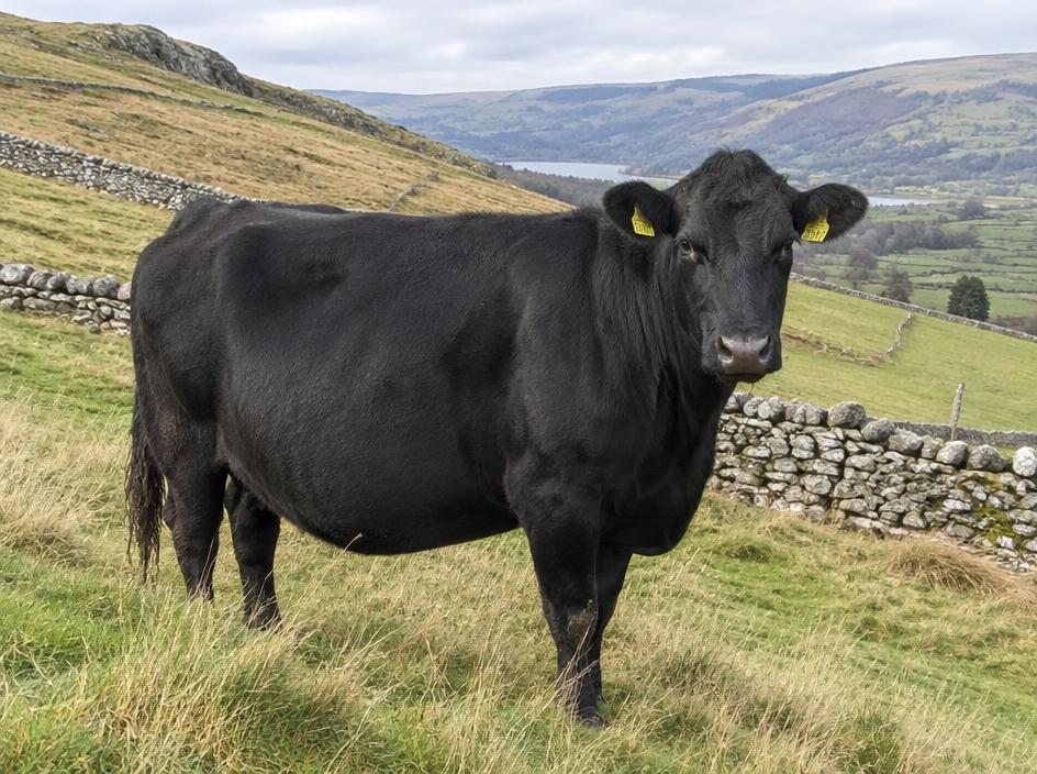Aberdeen Angus In-calf cow