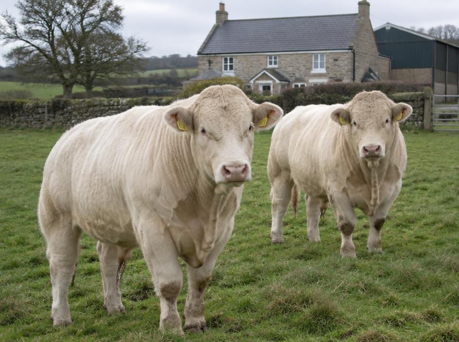 Charolais Bullock