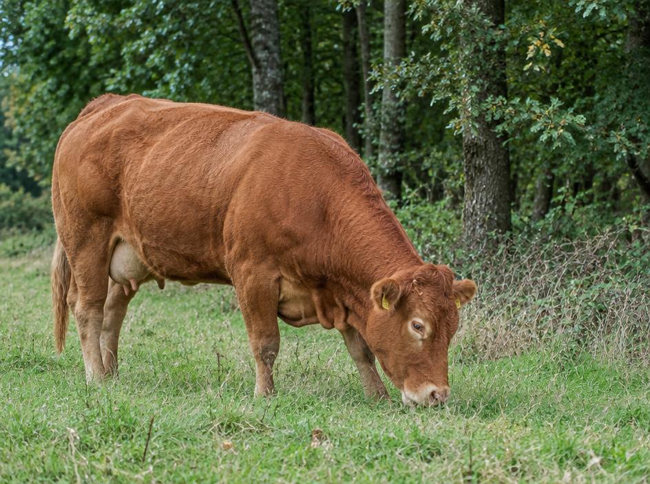Limousin Suckler cow