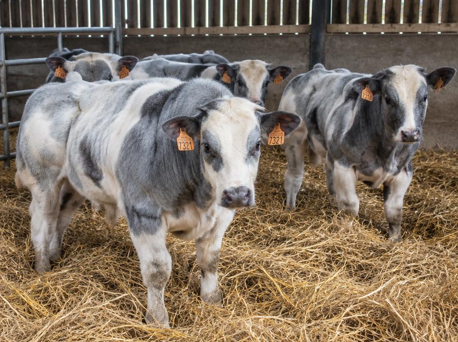 Belgian Blue Weanling bull