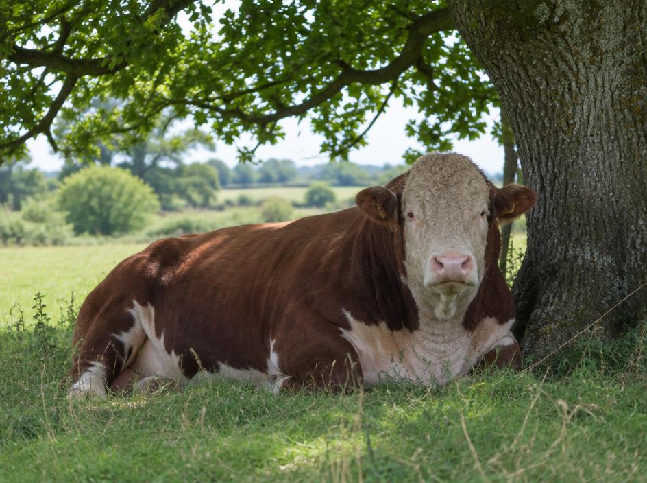 Hereford Stock bull