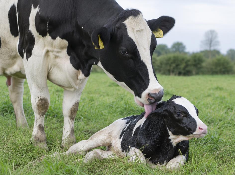 Holstein Friesian Cow with calf at foot