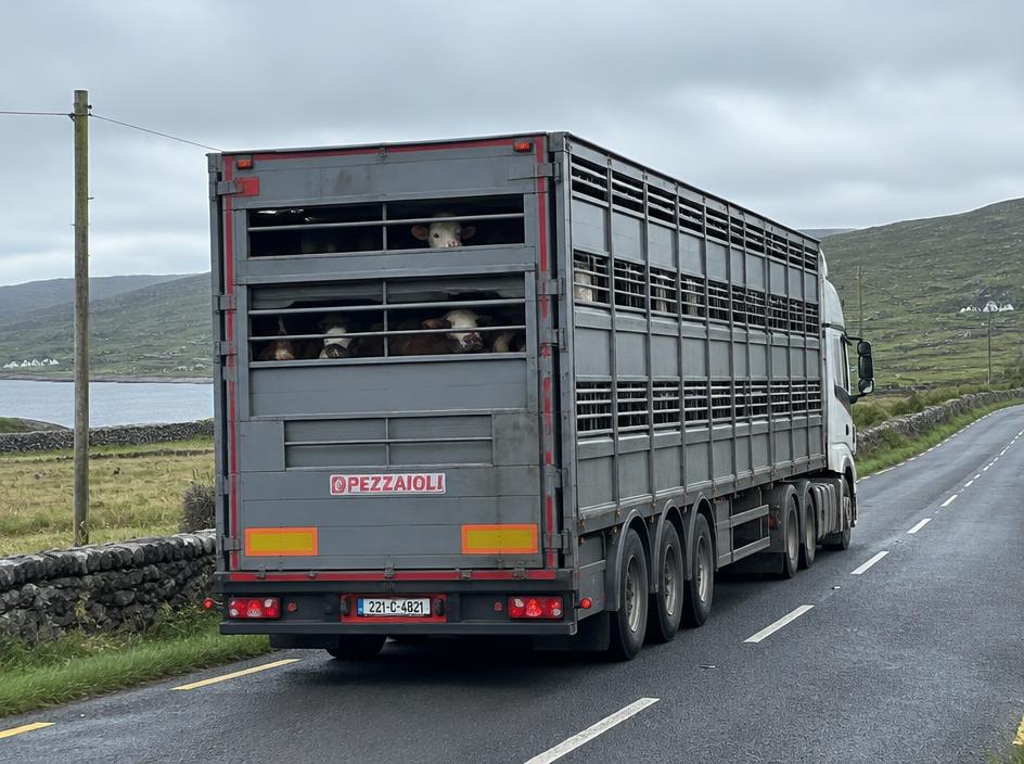 Cattle Haulage